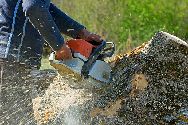 Reliable Kirkland, WA Tree Service Solutions